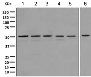 Western blot - Anti-STK25 antibody [EPR10306] - BSA and Azide free (AB249296)