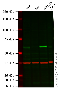 Western blot - Anti-STK3/MST-2 antibody [3067C3a] (AB71960)