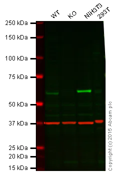 Western blot - Anti-STK3/MST-2 antibody [3067C3a] (AB71960)
