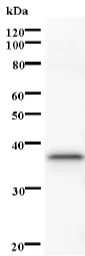 Western blot - Anti-STK3/MST-2 antibody [3067C3a] (AB71960)