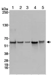 Western blot - Anti-STK3/MST-2 antibody (AB70546)