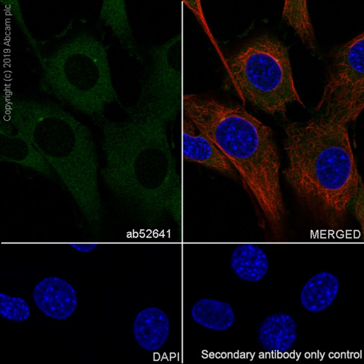 Immunocytochemistry/ Immunofluorescence - Anti-STK3/MST-2 antibody [EP1466Y] (ab52641), expandable thumbnail