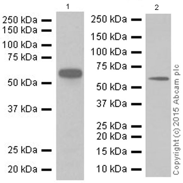 Western blot - Anti-STK3/MST-2 antibody [EP1466Y] (ab52641), expandable thumbnail