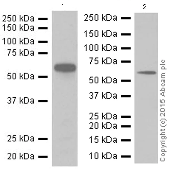 Western blot - Anti-STK3/MST-2 antibody [EP1466Y] (AB52641)