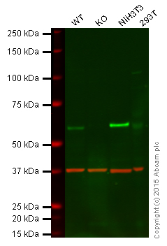 Western blot - Anti-STK3/MST-2 antibody [EP1466Y] (AB52641), expandable thumbnail