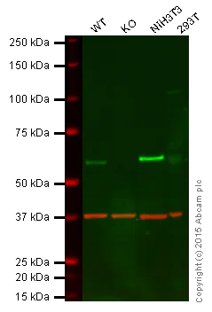 Western blot - Anti-STK3/MST-2 antibody [EP1466Y] (AB52641)