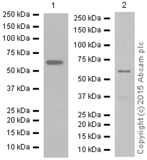 Western blot - Anti-STK3/MST-2 antibody [EP1466Y] (AB52641), expandable thumbnail