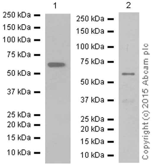 Western blot - Anti-STK3/MST-2 antibody [EP1466Y] (AB52641)