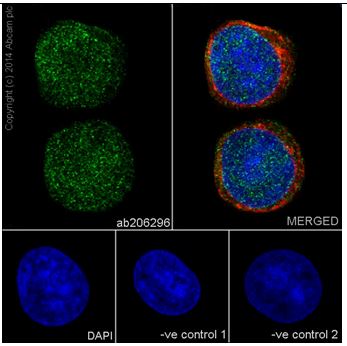 Immunocytochemistry/ Immunofluorescence - Anti-STK33 antibody [EPR15343] (ab206296), expandable thumbnail