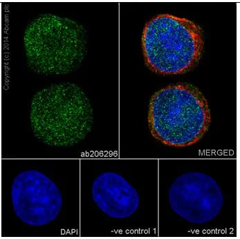 Immunocytochemistry/ Immunofluorescence - Anti-STK33 antibody [EPR15343] - BSA and Azide free (AB251446)