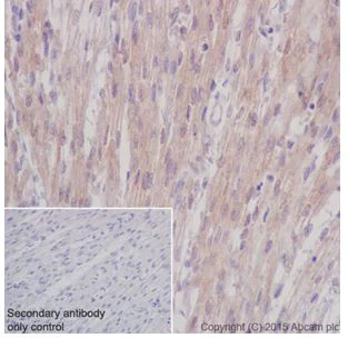 Immunohistochemistry (Formalin/PFA-fixed paraffin-embedded sections) - Anti-STK33 antibody [EPR15343] - BSA and Azide free (AB251446)