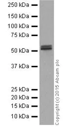 Western blot - Anti-STK33 antibody [EPR15343] - BSA and Azide free (AB251446)
