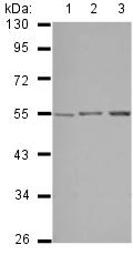 Western blot - Anti-STK38L/Ndr2 antibody (AB126106)