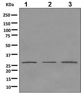 Western blot - Anti-Stomatin antibody [EPR10420] - BSA and Azide free (AB249479)