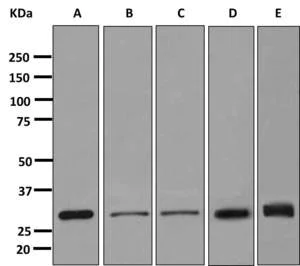 Western blot - Anti-Stomatin antibody [EPR10421] - BSA and Azide free (AB249361)