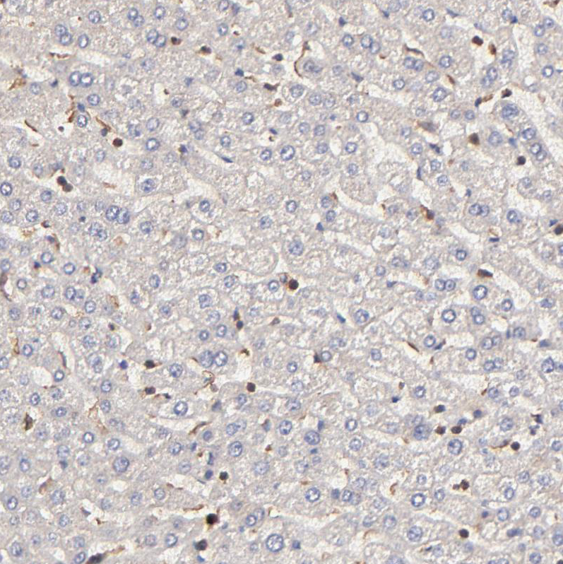 Immunohistochemistry (Formalin/PFA-fixed paraffin-embedded sections) - Anti-STON2 antibody (AB121165)