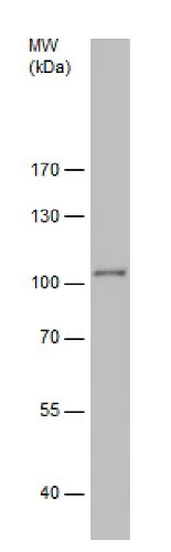 Western blot - Anti-STOP antibody (AB229503)