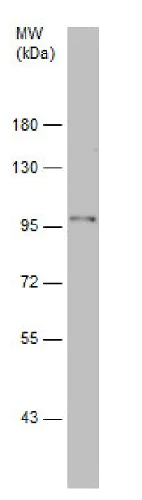 Western blot - Anti-STOP antibody (AB229503)