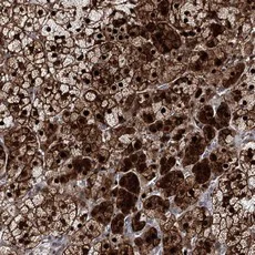 Immunohistochemistry (Formalin/PFA-fixed paraffin-embedded sections) - Anti-STOX1 antibody (AB122420)