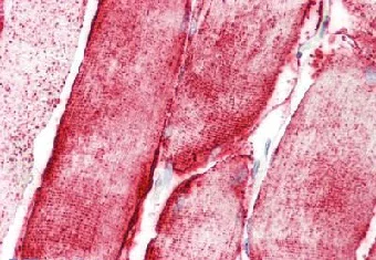 Immunohistochemistry (Formalin/PFA-fixed paraffin-embedded sections) - Anti-STOX1 antibody - C-terminal (AB189436)