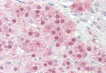 Immunohistochemistry (Formalin/PFA-fixed paraffin-embedded sections) - Anti-STOX1 antibody - C-terminal (AB189436)