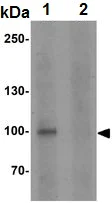 Western blot - Anti-STOX1 antibody - C-terminal (AB189436)