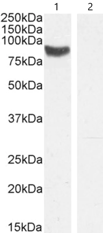 Western blot - Anti-Stra6 antibody (AB77616)