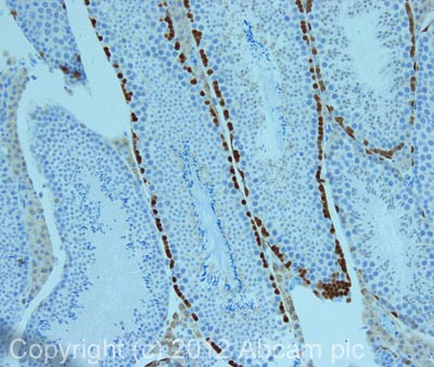 Immunohistochemistry (Formalin/PFA-fixed paraffin-embedded sections) - Anti-Stra8 antibody (AB49405), expandable thumbnail