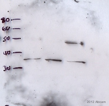 Western blot - Anti-Stra8 antibody (AB49602), expandable thumbnail