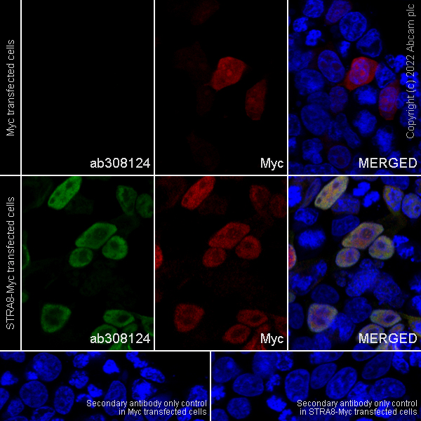 Immunocytochemistry/ Immunofluorescence - Anti-Stra8 antibody [EPR27083-56] (ab308124), expandable thumbnail