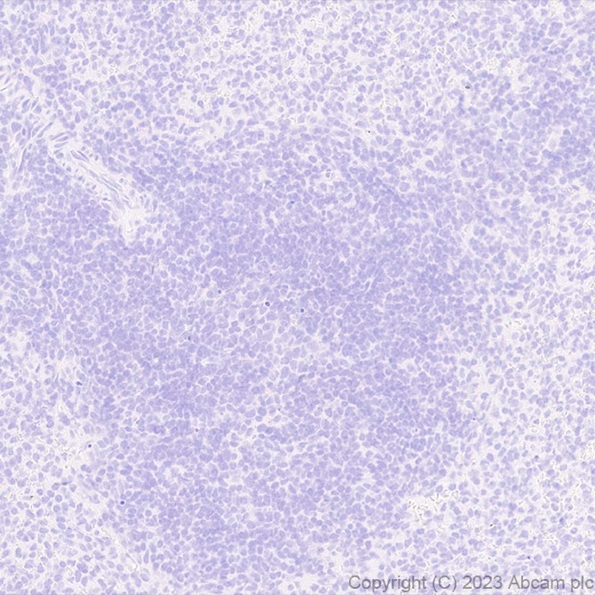 Immunohistochemistry (Formalin/PFA-fixed paraffin-embedded sections) - Anti-Stra8 antibody [EPR27083-56] (AB308124), expandable thumbnail