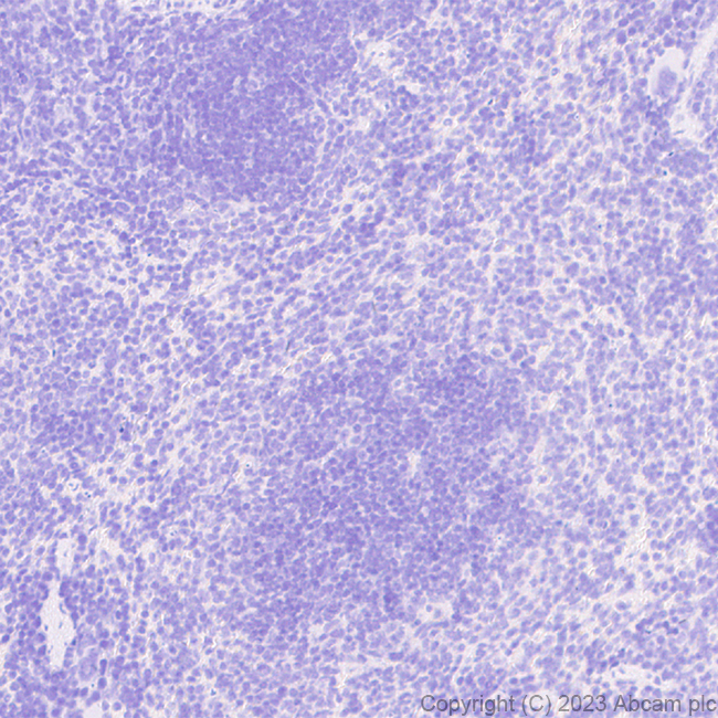 Immunohistochemistry - Anti-Stra8 antibody [EPR27083-56] (ab308124), expandable thumbnail