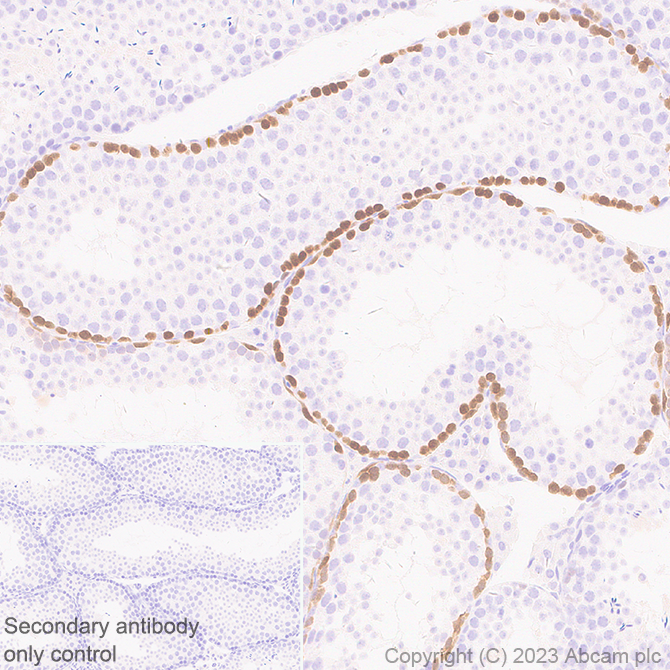 Immunohistochemistry - Anti-Stra8 antibody [EPR27083-56] (ab308124), expandable thumbnail