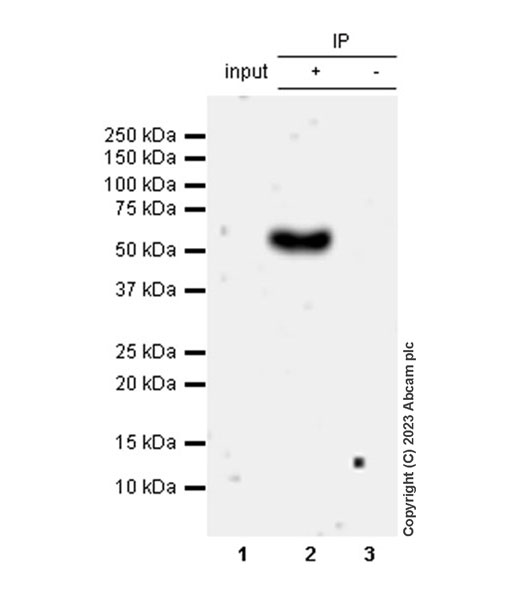 Immunoprecipitation - Anti-Stra8 antibody [EPR27083-56] (ab308124), expandable thumbnail