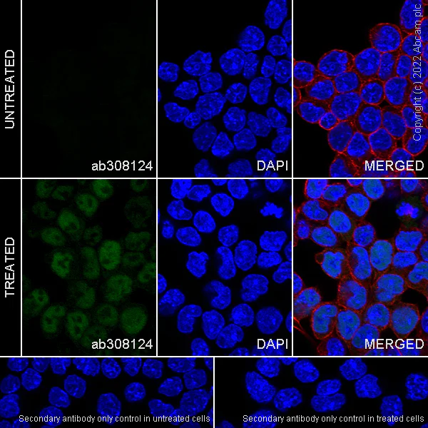 Immunocytochemistry/ Immunofluorescence - Anti-Stra8 antibody [EPR27083-56] - BSA and Azide free (AB308125)