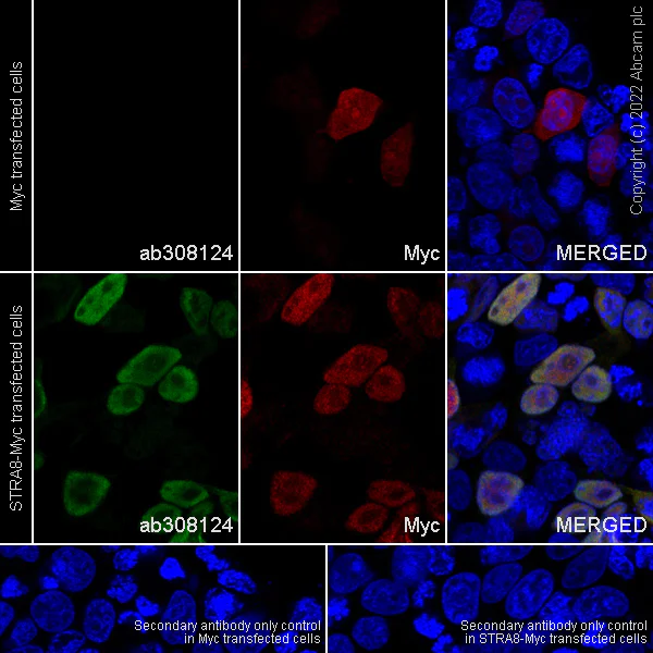 Immunocytochemistry/ Immunofluorescence - Anti-Stra8 antibody [EPR27083-56] - BSA and Azide free (AB308125)