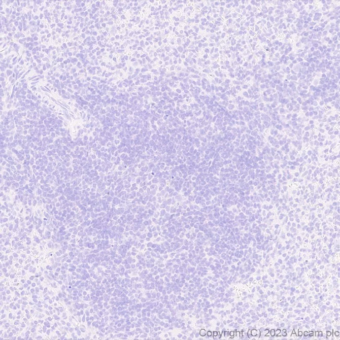 Immunohistochemistry (Formalin/PFA-fixed paraffin-embedded sections) - Anti-Stra8 antibody [EPR27083-56] - BSA and Azide free (AB308125)
