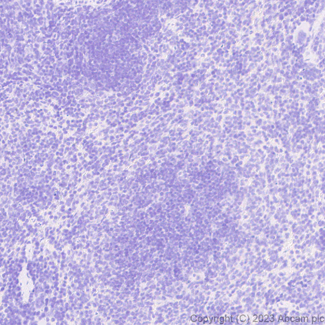 Immunohistochemistry - Anti-Stra8 antibody [EPR27083-56] - BSA and Azide free (AB308125)