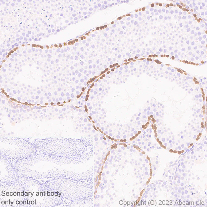 Immunohistochemistry - Anti-Stra8 antibody [EPR27083-56] - BSA and Azide free (AB308125)