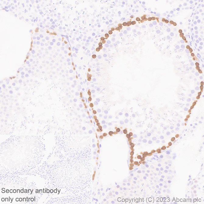 Immunohistochemistry - Anti-Stra8 antibody [EPR27083-56] - BSA and Azide free (AB308125)