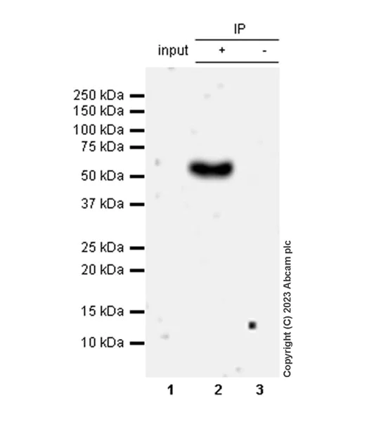 Immunoprecipitation - Anti-Stra8 antibody [EPR27083-56] - BSA and Azide free (AB308125)