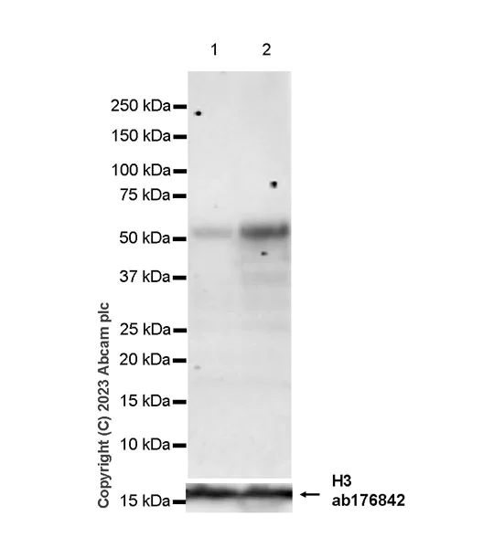 Western blot - Anti-Stra8 antibody [EPR27083-56] - BSA and Azide free (AB308125)