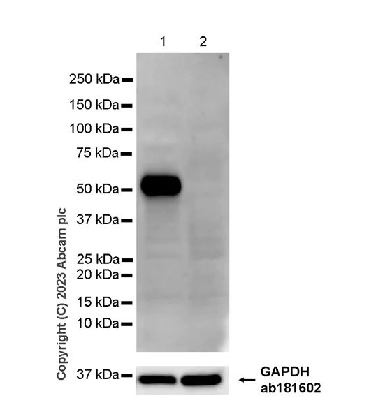 Western blot - Anti-Stra8 antibody [EPR27083-56] - BSA and Azide free (AB308125)