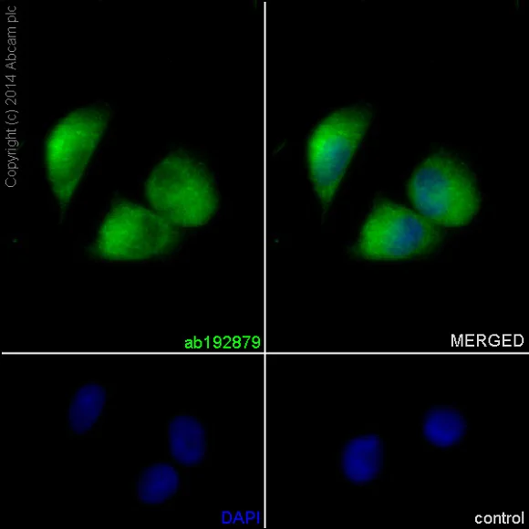 Immunocytochemistry/ Immunofluorescence - Anti-STRAD antibody [EPR15603] - BSA and Azide free (AB232340)
