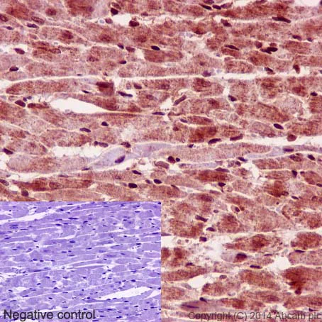 Immunohistochemistry (Formalin/PFA-fixed paraffin-embedded sections) - Anti-STRAD antibody [EPR15603] - BSA and Azide free (AB232340)