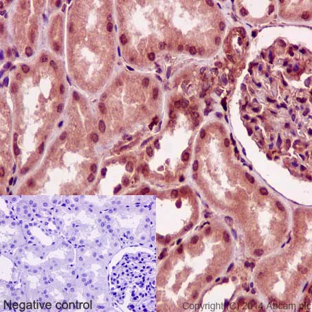 Immunohistochemistry (Formalin/PFA-fixed paraffin-embedded sections) - Anti-STRAD antibody [EPR15603] - BSA and Azide free (AB232340)
