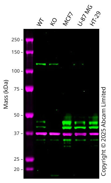 Western blot - Anti-STRAD antibody [EPR15603] - BSA and Azide free (AB232340)