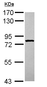 Western blot - Anti-STRBP antibody (AB111567), expandable thumbnail