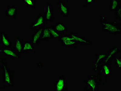 Immunocytochemistry/ Immunofluorescence - Anti-STRBP antibody (AB237682)