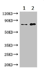 Western blot - Anti-STRBP antibody (AB237682)